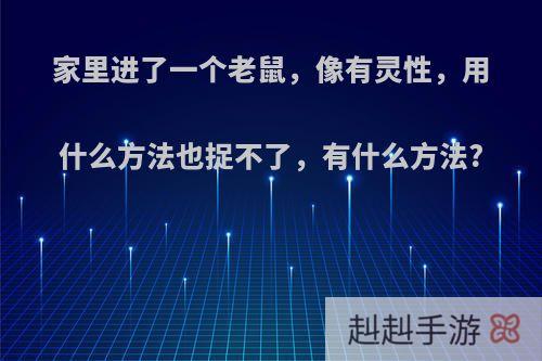 家里进了一个老鼠，像有灵性，用什么方法也捉不了，有什么方法?