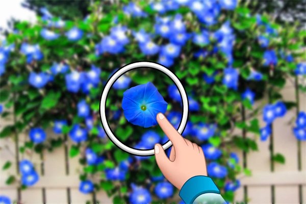 找出隐藏的花朵