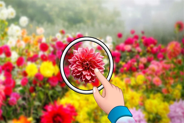 找出隐藏的花朵