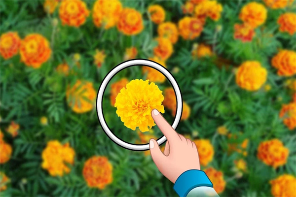 找出隐藏的花朵